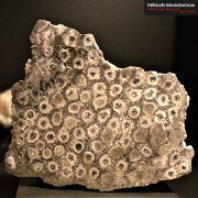 Versteinerte Korallen aus dem Winterberg-Iberg Massiv | HöhlenErlebnisZentrum